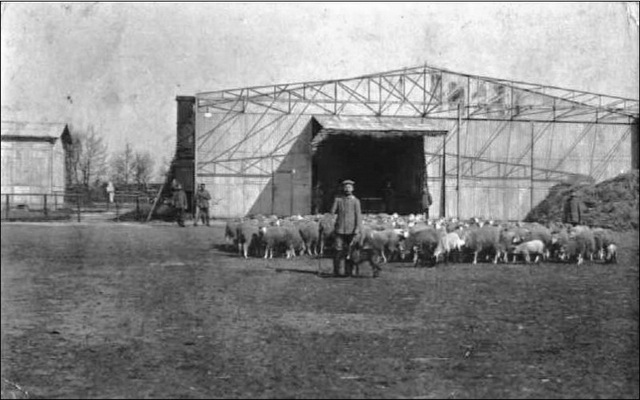 1914-1918 : Troupeau de moutons avec soldat allemand, au Camp