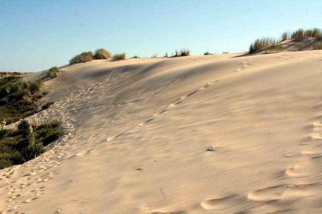 15.jpg - Dune de la côte sauvage